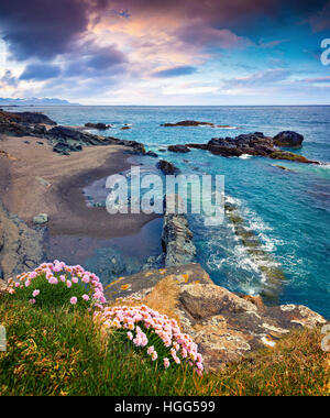 Typische isländische Seelandschaft mit blühen rosa Blüten. Bunte Sommermorgen auf der West Island, Europa. Stockfoto