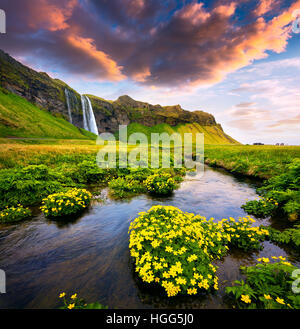 Morgen Blick auf Seljalandfoss-Wasserfall am Seljalandsa River im Sommer. Bunte Sonnenaufgang in Island, Europa. Stockfoto