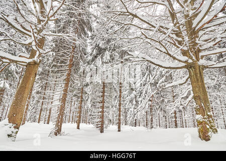 Winter Waldlandschaft mit Schnee bedeckt Bäume. Stockfoto