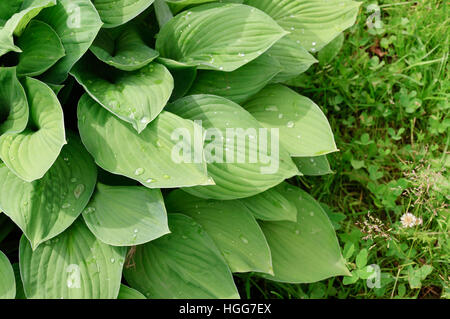 Nasse Blätter der Hosta Stockfoto