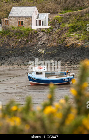 Fischerboot am Strand und Haus auf den Klippen bei Abercastle oder Abercastell im Pembrokeshire Coast National Park, Wales, Großbritannien im Mai Stockfoto