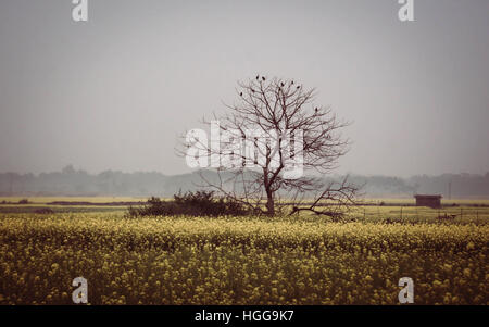 Blattlosen Baum in Senf Feld befindet sich in Bangladesch Stockfoto