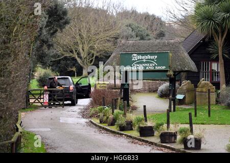 "Vogelgrippe" verursacht eine Reihe von Schwan Todesfälle bei "Abbotsbury Swannery" in Dorset, Großbritannien Stockfoto