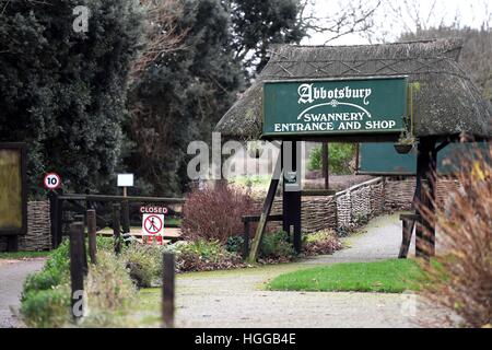 "Vogelgrippe" verursacht eine Reihe von Schwan Todesfälle bei "Abbotsbury Swannery" in Dorset, Großbritannien Stockfoto