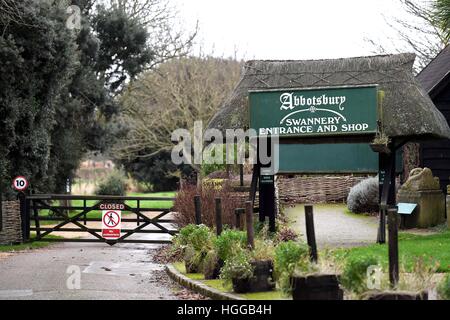 "Vogelgrippe" verursacht eine Reihe von Schwan Todesfälle bei "Abbotsbury Swannery" in Dorset, Großbritannien Stockfoto