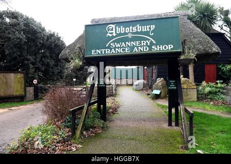 "Vogelgrippe" verursacht eine Reihe von Schwan Todesfälle bei "Abbotsbury Swannery" in Dorset, Großbritannien Stockfoto