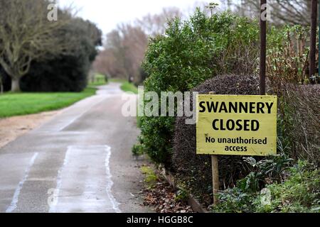 "Vogelgrippe" verursacht eine Reihe von Schwan Todesfälle bei "Abbotsbury Swannery" in Dorset, Großbritannien Stockfoto