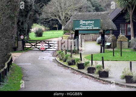 "Vogelgrippe" verursacht eine Reihe von Schwan Todesfälle bei "Abbotsbury Swannery" in Dorset, Großbritannien Stockfoto