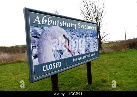 "Vogelgrippe" verursacht eine Reihe von Schwan Todesfälle bei "Abbotsbury Swannery" in Dorset, Großbritannien Stockfoto