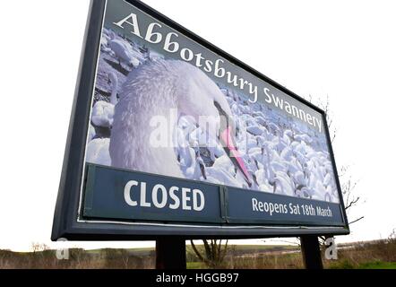 "Vogelgrippe" verursacht eine Reihe von Schwan Todesfälle bei "Abbotsbury Swannery" in Dorset, Großbritannien Stockfoto