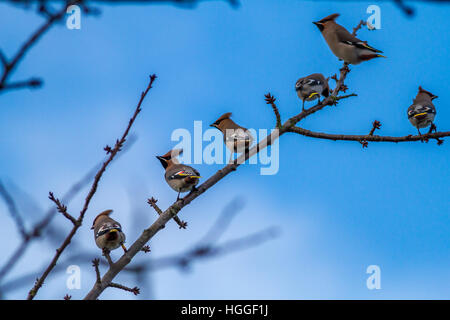 Ilkley, West Yorkshire, UK. 9. Januar 2017. Unregelmäßig winter Migrant, der (Waxwing Bombycilla garrulus), besuche Yorkshire Innenstadt auf reichlich Vogelbeeren, Skipton, Großbritannien zu speisen. Rebecca Cole/Alamy leben Nachrichten Stockfoto