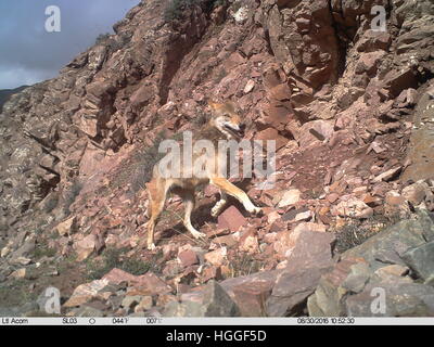 Haixi. 9. Januar 2017. Am 30. August 2016 mit einer Infrarot-Kamera aufgenommenes Foto zeigt einen Wolf in der Tianjun Grafschaft Haixi Mongolisch-tibetischen autonomen Präfektur, Nordwesten Chinas Provinz Qinghai. © Xinhua/Alamy Live-Nachrichten Stockfoto