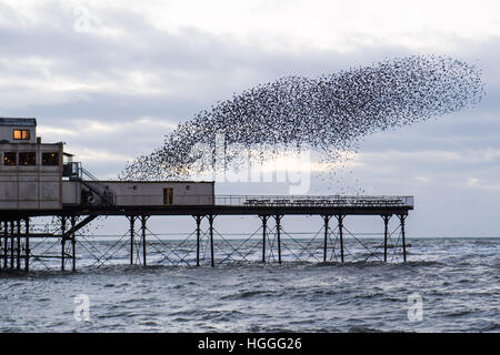 Aberystwyth Wales UK, Montag, 9. Januar 2017 UK Wetter: UK Wetter: an kalten und windigen Januarnachmittag, versammeln sich auf Uhren wie die Tausende von winzigen Stare aus ihrer tagsüber Nahrungsgründe zurück und führen Sie komplizierten "Murmurations" in den Himmel über der Stadt vor dem Abstieg Roost Übernachtung für Sicherheit und Wärme unter Aberystwyths viktorianischen Seestadt Pier auf der West Wales Küste von Cardigan Bay , UK Credit: Keith Morris/Alamy Live-Nachrichten Stockfoto