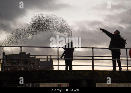 Aberystwyth Wales UK, Montag, 9. Januar 2017 UK Wetter: UK Wetter: an kalten und windigen Januarnachmittag, versammeln sich auf Uhren wie die Tausende von winzigen Stare aus ihrer tagsüber Nahrungsgründe zurück und führen Sie komplizierten "Murmurations" in den Himmel über der Stadt vor dem Abstieg Roost Übernachtung für Sicherheit und Wärme unter Aberystwyths viktorianischen Seestadt Pier auf der West Wales Küste von Cardigan Bay , UK Credit: Keith Morris/Alamy Live-Nachrichten Stockfoto