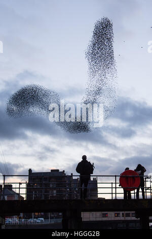 Aberystwyth Wales UK, Montag, 9. Januar 2017 UK Wetter: UK Wetter: an kalten und windigen Januarnachmittag, versammeln sich auf Uhren wie die Tausende von winzigen Stare aus ihrer tagsüber Nahrungsgründe zurück und führen Sie komplizierten "Murmurations" in den Himmel über der Stadt vor dem Abstieg Roost Übernachtung für Sicherheit und Wärme unter Aberystwyths viktorianischen Seestadt Pier auf der West Wales Küste von Cardigan Bay , UK Credit: Keith Morris/Alamy Live-Nachrichten Stockfoto