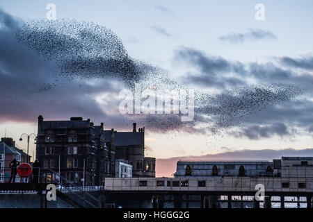 Aberystwyth Wales UK, Montag, 9. Januar 2017 UK Wetter: UK Wetter: an kalten und windigen Januarnachmittag, versammeln sich auf Uhren wie die Tausende von winzigen Stare aus ihrer tagsüber Nahrungsgründe zurück und führen Sie komplizierten "Murmurations" in den Himmel über der Stadt vor dem Abstieg Roost Übernachtung für Sicherheit und Wärme unter Aberystwyths viktorianischen Seestadt Pier auf der West Wales Küste von Cardigan Bay , UK Credit: Keith Morris/Alamy Live-Nachrichten Stockfoto