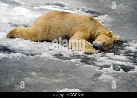 Berlin, Deutschland. 8. Januar 2017. Eisbär Wolodja, fotografiert in ihr Gehege in Eis und Schnee im Zoo in Berlin, Deutschland, 8. Januar 2017 abgedeckt. Foto: Maurizio Gambarini/Dpa/Alamy Live News Stockfoto