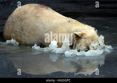 Berlin, Deutschland. 8. Januar 2017. Eisbär Wolodja, fotografiert in ihr Gehege in Eis und Schnee im Zoo in Berlin, Deutschland, 8. Januar 2017 abgedeckt. Foto: Maurizio Gambarini/Dpa/Alamy Live News Stockfoto