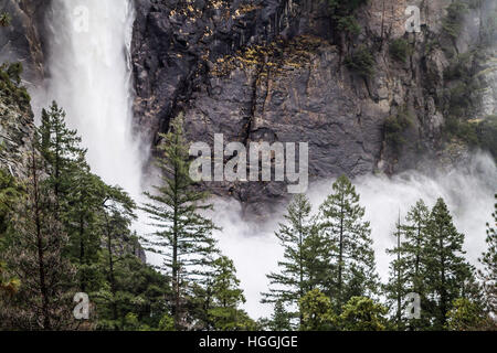 Kalifornien, USA. 9. Januar 2017. Nebel steigt aus der Basis des Bridalveil Falls. Merced River crested über Nacht überholen Swinging Bridge, Protokolle, Zweige und andere Verunreinigungen an der Brücke Basis zu verlassen. Yosemite Valley wird voraussichtlich für Besucher morgen früh um 08:00 wieder eröffnet © Tracy Barbutes/ZUMA Draht/Alamy Live News Stockfoto