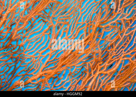 Rotes Meer, Ägypten. 4. November 2016. Nahaufnahme-weichen Korallen riesige Gorgonien oder Gorgonie Fan Korallen (Subergorgia Mollis) Rotes Meer, Sharm El Sheikh, Sinai-Halbinsel, Ägypten © Andrey Nekrassow/ZUMA Wire/ZUMAPRESS.com/Alamy Live-Nachrichten Stockfoto