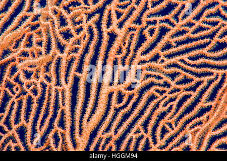8. November 2016 - Rotes Meer, Ägypten - Nahaufnahme - weichen Korallen riesige Gorgonien oder Gorgonie fan Koralle (Subergorgia Mollis) Rotes Meer, Sharm El Sheikh, Sinai-Halbinsel, Ägypten (Credit-Bild: © Andrey Nekrassow/ZUMA Wire/ZUMAPRESS.com) Stockfoto