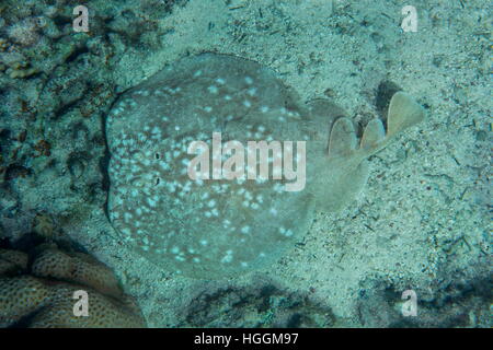 Rotes Meer, Ägypten. 9. November 2016. Torpedo Leopard oder Panther Electric Ray (Torpedo Panthera) ist an der Unterseite, Rotes Meer, Dahab, Sinai-Halbinsel, Ägypten © Andrey Nekrassow/ZUMA Wire/ZUMAPRESS.com/Alamy Live-Nachrichten Stockfoto