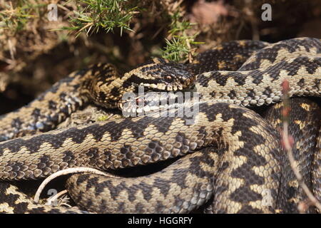 Nahaufnahme von zwei männlichen europäischen Kreuzotter (Vipera Berus), Sonnenbaden zusammen auf ein Norfolk-Heide Stockfoto