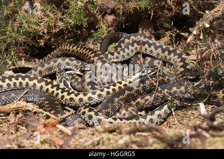Gruppe von männlichen europäischen Kreuzotter (Vipera Berus), Sonnenbaden zusammen auf ein Norfolk-Heide Stockfoto