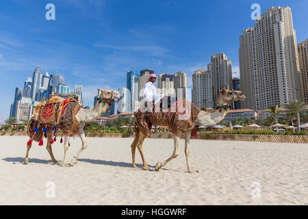 Mann mit Kamelritt am Strand von Jumeirah, Dubai, Vereinigte Arabische Emirate. Stockfoto