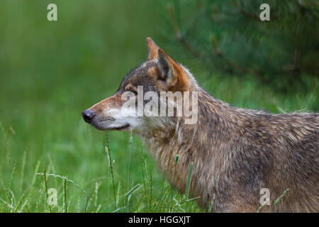 Porträt des einsamen grauen Wolf Nahaufnahme / grey Wolf (Canis Lupus) im Sommer Stockfoto