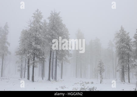 Verschneite Winterlandschaft mit Nebel Wald Stockfoto