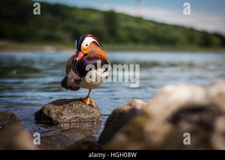 Mandarin Ente im freien Stockfoto