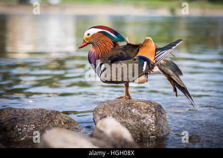 Mandarin Ente im freien Stockfoto