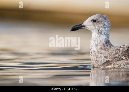 Silbermöwe Larus Argentatus, juvenile schwimmt auf ruhigen Wassers, St Mary es, Isles of Scilly, Oktober Stockfoto