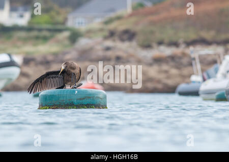 Europäische Shag Phalacrocorax Aristotelis preens ein Jugendlicher an einer Boje, St Mary, Isles of Scilly, Oktober stehen Stockfoto