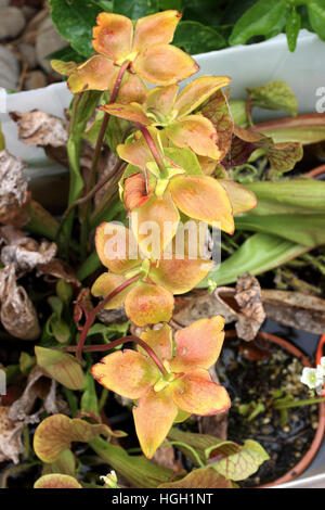 Nahaufnahme von Canivorous gelbe Kannenpflanzen Blumen Stockfoto