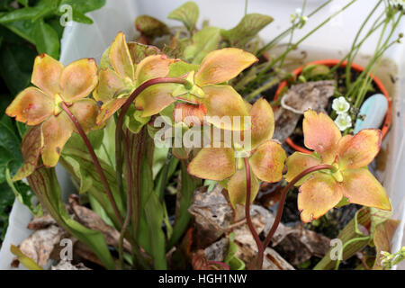 Nahaufnahme von Canivorous gelbe Kannenpflanzen Blumen Stockfoto