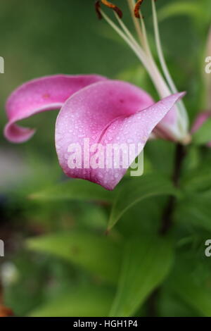 Close up Portrait of Oriental Lilium oder Liliy Blütenblätter in Tautropfen nach regen bedeckt Stockfoto