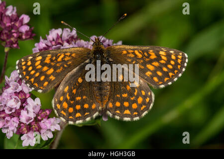 Heide Fritillary (Mellicta Athalia) auf wilder Thymian (Thymus Serpyllum), Baden-Württemberg, Deutschland Stockfoto