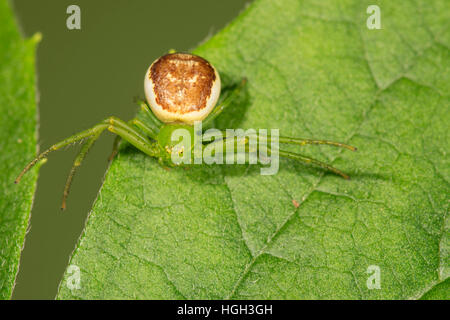 Grüne Krabbenspinne (Diaea Dorsata) auf Blatt, lauern, Baden-Württemberg, Deutschland Stockfoto