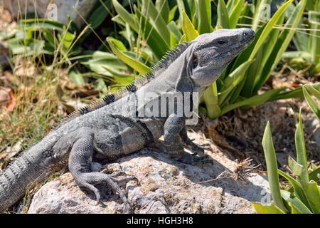 Schwarzen stacheligen-tailed Leguan, auch schwarze Leguan oder schwarze Ctenosaur (Ctenosaura Similis) sonnen sich auf Stein, Maya Stadt Uxmal Stockfoto