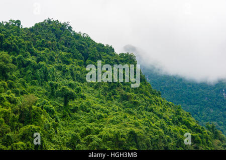 Immergrüner Regenwald, Phong Nha-Ke Bang Nationalpark, Quảng Bình, Vietnam Stockfoto