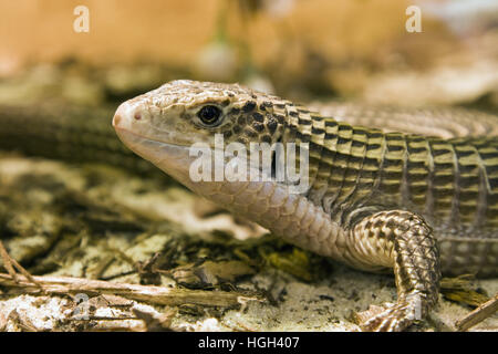 Sudan versilbert Eidechse, Gerrhosaurus major Stockfoto