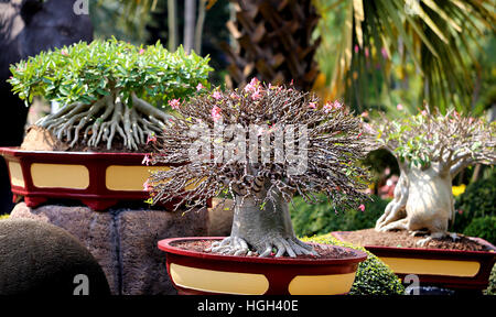 Foto schön erstaunlich Bonsai im park Stockfoto