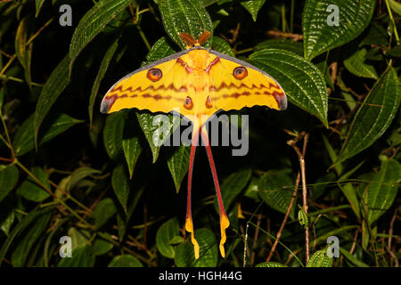 Comet Nachtfalter (Argema Mittrei), Analamazoatra, Andasibe Nationalpark, Madagaskar Stockfoto