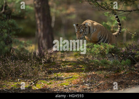 Royal Bengal Tiger/koenigstiger (Panthera tigris), laufen, springen durch das Unterholz der Wälder. Stockfoto