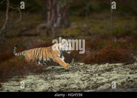 Royal Bengal Tiger/koenigstiger (Panthera tigris), durch das Unterholz, Springen, vorbei an einem Clearing, in Eile. Stockfoto