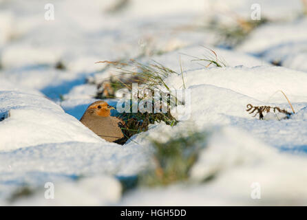 Rebhuhn (Perdix perdix) ruht, versteckt auf dem Boden in einem Schnee pan, geheimnisvolle Verhalten, an einem sonnigen Wintertag. Stockfoto