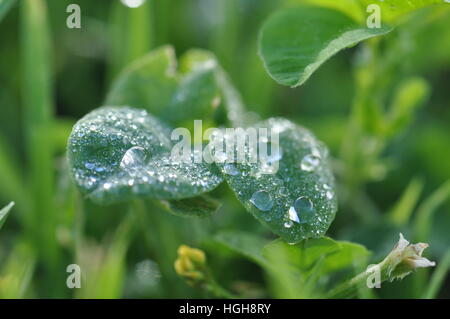 Winzigen Tautropfen auf einem Kleeblatt. Stockfoto