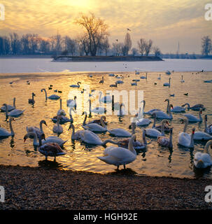 Schwäne im Sonnenaufgang am zugefrorenen See in Zagreb am Jarun See Stockfoto